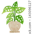 Houseplant - Hand-painted watercolor illustration (Monstera adansonii) 143096127