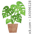 Houseplant - Hand-painted watercolor illustration (Monstera) 143096128