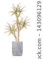Hand-painted watercolor illustration of a houseplant (Dracaena marginata) 143096129