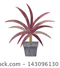 Houseplant - Hand-painted watercolor illustration (Cordyline) 143096130
