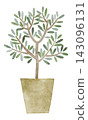 Houseplant - Hand-painted watercolor illustration (Olive) 143096131