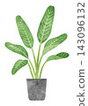 Houseplant - Hand-painted watercolor illustration (Bird of Paradise) 143096132