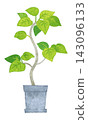 Houseplant - Hand-painted watercolor illustration (Ficus umbellata) 143096133