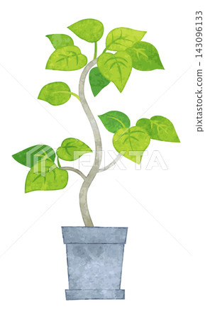 室內植物 - 手繪水彩插圖(榕樹) 室內植物 - 手繪水彩插圖(榕樹) 143096133