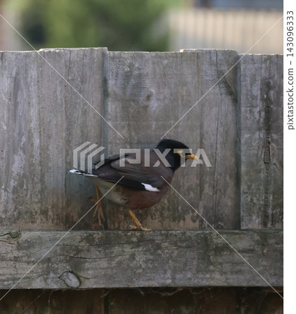 Common Myna On Wooden Fence Common Myna On Wooden Fence 143096333