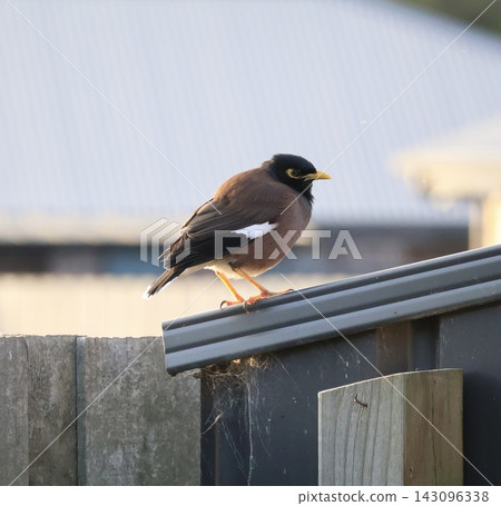 Common Myna On Wooden Fence Common Myna On Wooden Fence 143096338