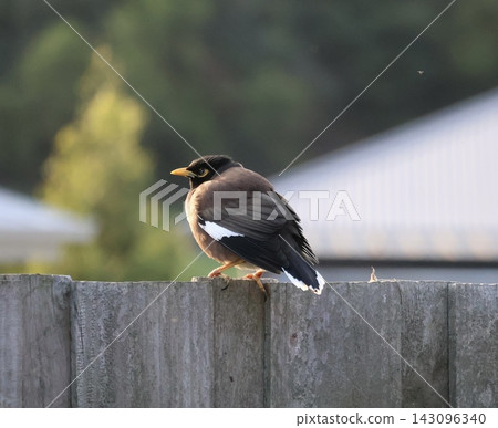 Common Myna On Wooden Fence Common Myna On Wooden Fence 143096340
