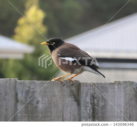 Common Myna On Wooden Fence Common Myna On Wooden Fence 143096346