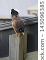 Common Myna On Wooden Fence 143096385