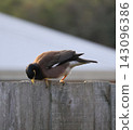 Common Myna On Wooden Fence 143096386