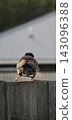 Common Myna On Wooden Fence 143096388