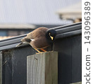 Common Myna On Wooden Fence 143096389