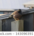 Common Myna On Wooden Fence 143096391
