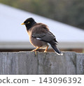 Common Myna On Wooden Fence 143096392