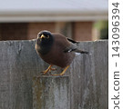 Common Myna On Wooden Fence 143096394