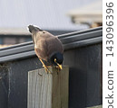Common Myna On Wooden Fence 143096396