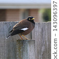 Common Myna On Wooden Fence 143096397
