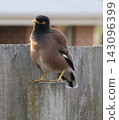 Common Myna On Wooden Fence 143096399