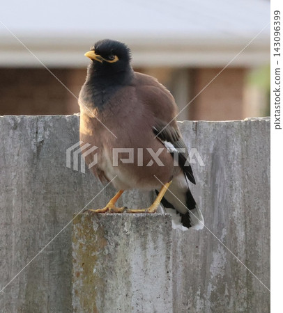 Common Myna On Wooden Fence Common Myna On Wooden Fence 143096399