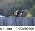 Common Myna On Wooden Fence 143096406