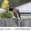 Common Myna On Wooden Fence 143096408