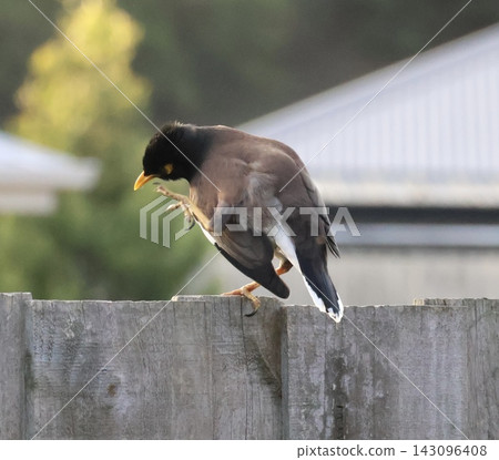 Common Myna On Wooden Fence Common Myna On Wooden Fence 143096408