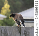 Common Myna On Wooden Fence 143096411