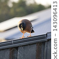 Common Myna On Wooden Fence 143096413