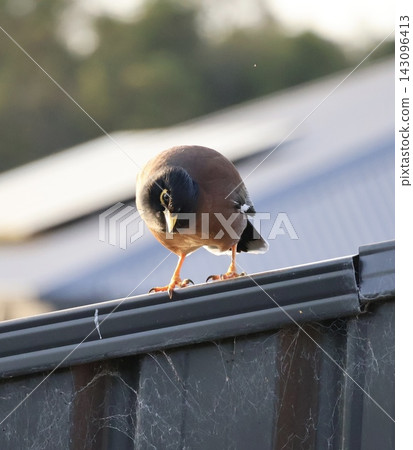 Common Myna On Wooden Fence Common Myna On Wooden Fence 143096413
