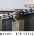 Common Myna On Wooden Fence 143096414