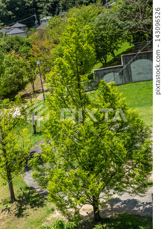 A view from the monorail overlooking the lush green trees along the walking paths in the park in early summer. A view from the monorail overlooking the lush green trees along the walking paths in the park in early summer. 143096526