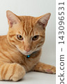 Portrait of serious orange cat 143096531