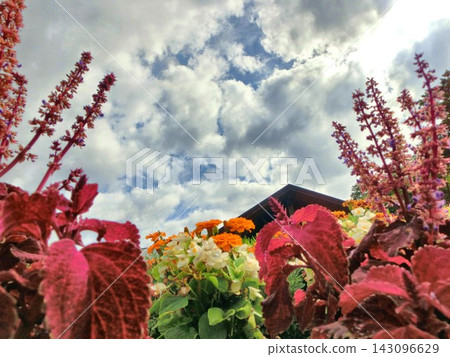 坦巴拉薰衣草公園景色 - 2 坦巴拉薰衣草公園景色 - 2 143096629