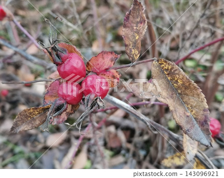 Cluster of red rose hips on thorny branch with weathered leaves in woodland undergrowth Cluster of red rose hips on thorny branch with weathered leaves in woodland undergrowth 143096921