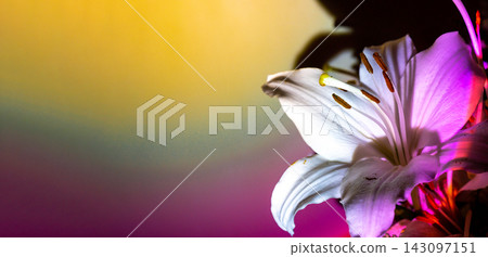 Close-up of white lily flowers with green foliage highlighted by colorful rainbow light against dark background with dramatic contrast and copy space. Close-up of white lily flowers with green foliage highlighted by colorful rainbow light against dark background with dramatic contrast and copy space. 143097151