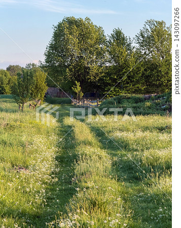 Countryside path winding through green meadow at sunset Countryside path winding through green meadow at sunset 143097266