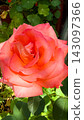 Coral rose blooming in a vibrant summer garden 143097366