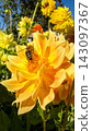 Bee pollinating yellow dahlia flower in garden 143097367