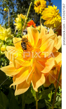 Bee pollinating yellow dahlia flower in garden Bee pollinating yellow dahlia flower in garden 143097367