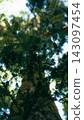 Young fir branch with needles in front of a tall trunk 143097454