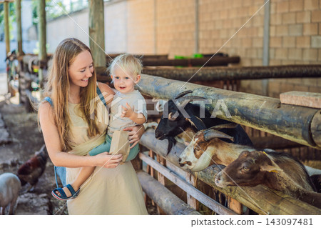 Happy toddler and mother enjoy meeting goats and sheep at a petting zoo. Joy and connection during a farm animal encounter. Happy toddler and mother enjoy meeting goats and sheep at a petting zoo. Joy and connection during a farm animal encounter. 143097481