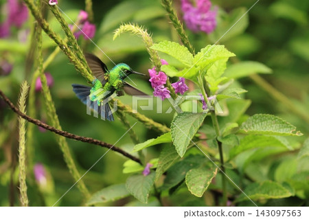 Blue-and-white Emerald Hummingbird Blue-and-white Emerald Hummingbird 143097563