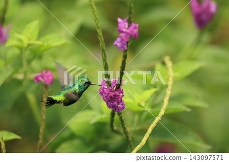 Blue-and-white Emerald Hummingbird 143097571