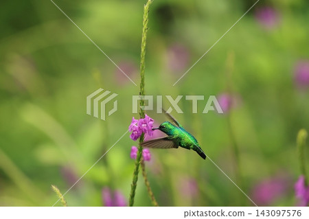 Blue-and-white Emerald Hummingbird Blue-and-white Emerald Hummingbird 143097576