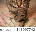 Tabby cat grooming with tongue sticking out 143097742