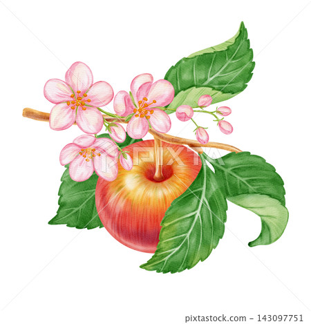 Watercolor illustration of ripe red apples on a branch with green leaves and flowers on a white background. Perfect for product logo, market posters, food packaging, textile patterns, Wedding Watercolor illustration of ripe red apples on a branch with green leaves and flowers on a white background. Perfect for product logo, market posters, food packaging, textile patterns, Wedding 143097751