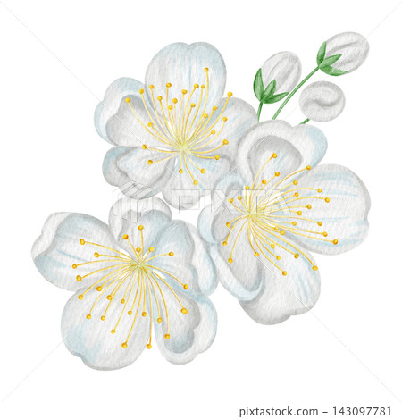 Watercolor illustration of white plum blossoms isolated on a white background. Perfect for product logo, posters, packaging, textile, market advertising, wedding invitation, label, card Watercolor illustration of white plum blossoms isolated on a white background. Perfect for product logo, posters, packaging, textile, market advertising, wedding invitation, label, card 143097781