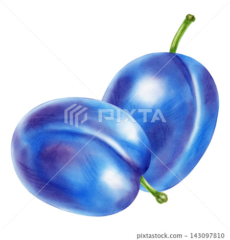 Watercolor illustration of a whole plum and a half with the pit, isolated on a white background. Perfect for product logo, posters, packaging, textile, market advertising, label, card Watercolor illustration of a whole plum and a half with the pit, isolated on a white background. Perfect for product logo, posters, packaging, textile, market advertising, label, card 143097810
