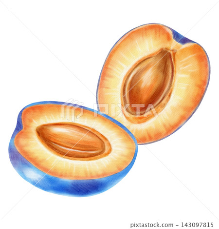 Watercolor illustration of a whole plum and a half with the pit, isolated on a white background. Perfect for product logo, posters, packaging, textile, market advertising, label, card Watercolor illustration of a whole plum and a half with the pit, isolated on a white background. Perfect for product logo, posters, packaging, textile, market advertising, label, card 143097815