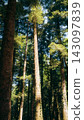 Towering fir trunks reaching toward the sky in a dense forest 143097839